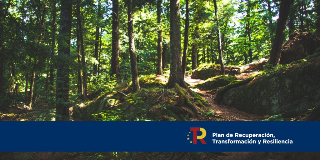 32 millones para la recuperación de masas forestales&nbsp;degradadas